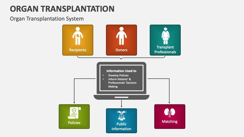 Organ Transplantation Powerpoint And Google Slides Template Ppt Slides