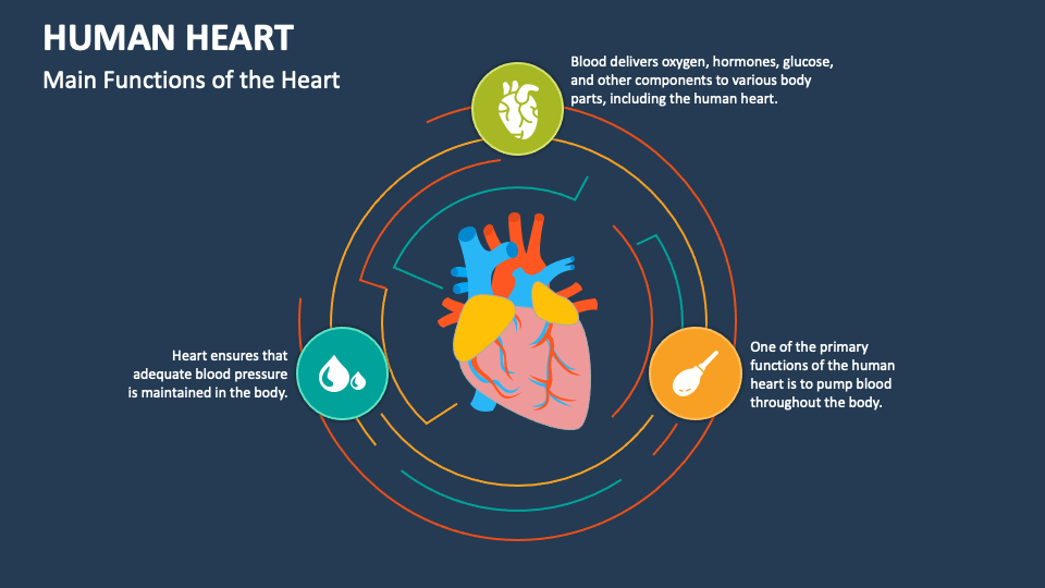 Human Heart PowerPoint and Google Slides Template - PPT Slides