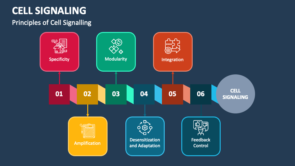 Cell Signaling PowerPoint And Google Slides Template - PPT Slides