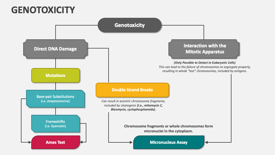 Genotoxicity PowerPoint And Google Slides Template - PPT Slides