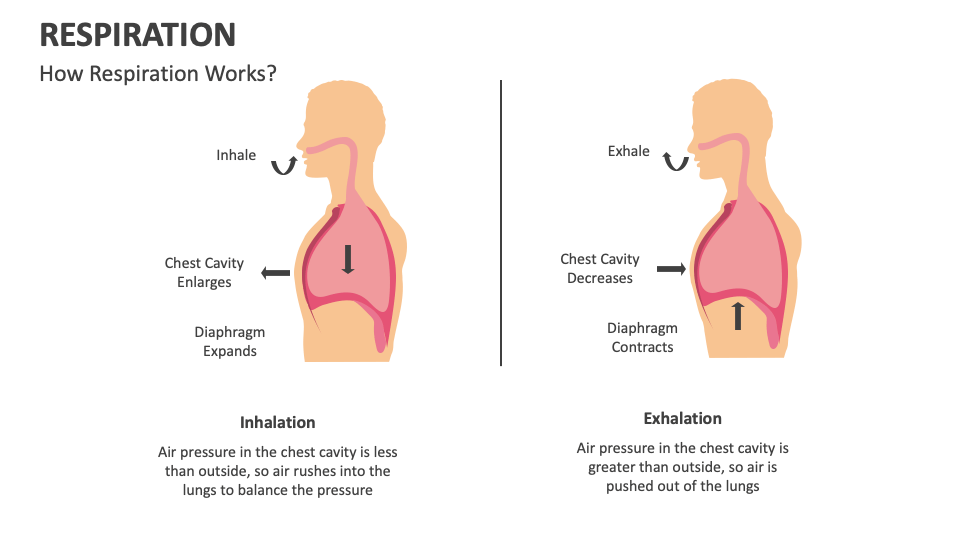 Respiration PowerPoint and Google Slides Template - PPT Slides