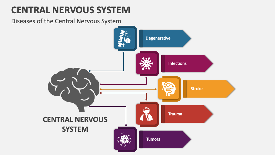 Central Nervous System PowerPoint And Google Slides Template - PPT Slides