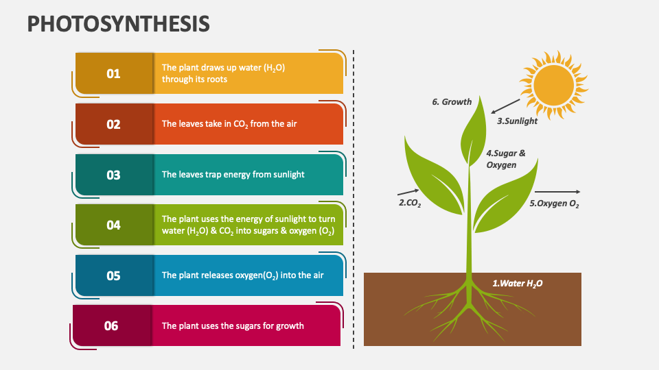 Photosynthesis PowerPoint Presentation Slides - PPT Template