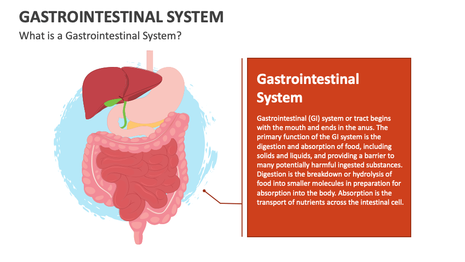 Gastrointestinal System PowerPoint and Google Slides Template - PPT Slides