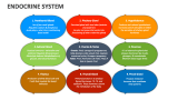 Endocrine System PowerPoint And Google Slides Template - PPT Slides