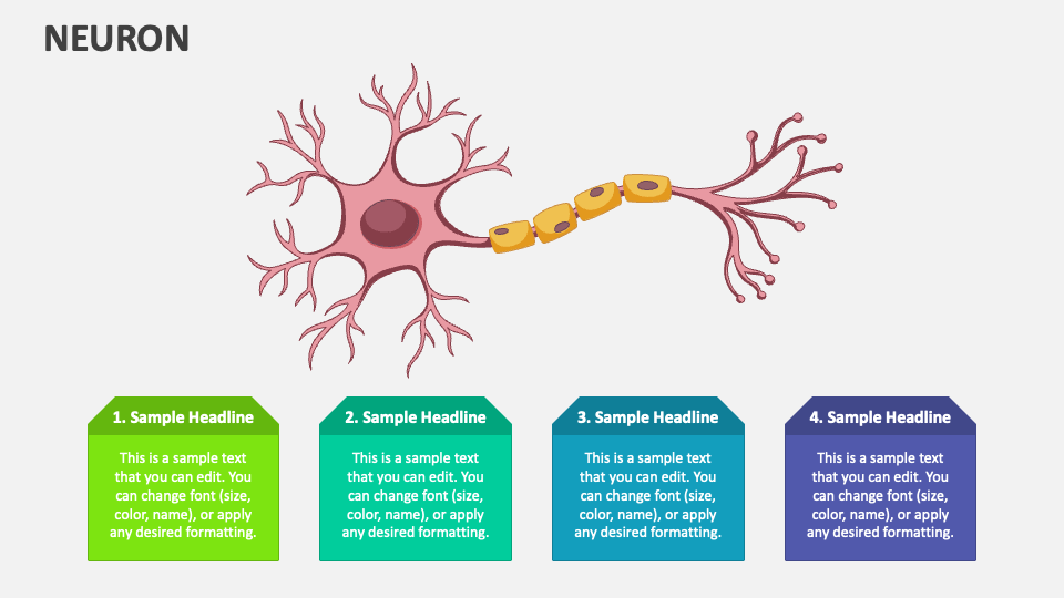 neuron presentation