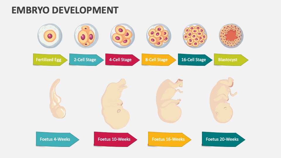 Embryo Development PowerPoint and Google Slides Template - PPT Slides