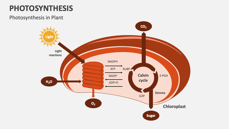 Photosynthesis PowerPoint Presentation Slides - PPT Template