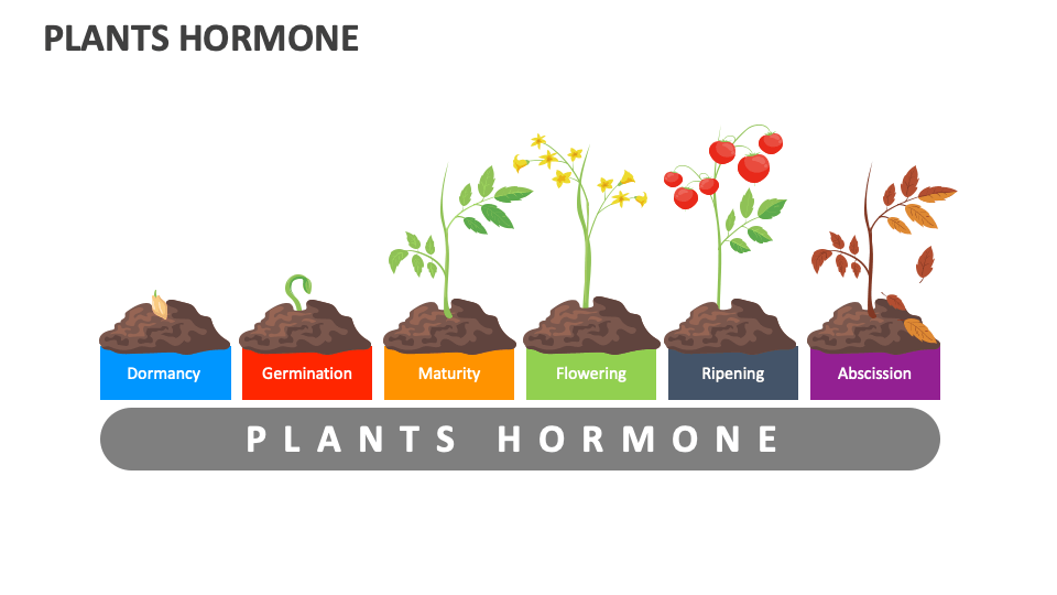 plants-hormone-powerpoint-and-google-slides-template-ppt-slides