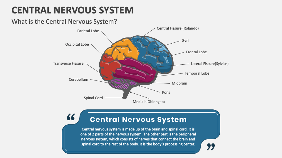 Central Nervous System PowerPoint and Google Slides Template - PPT Slides