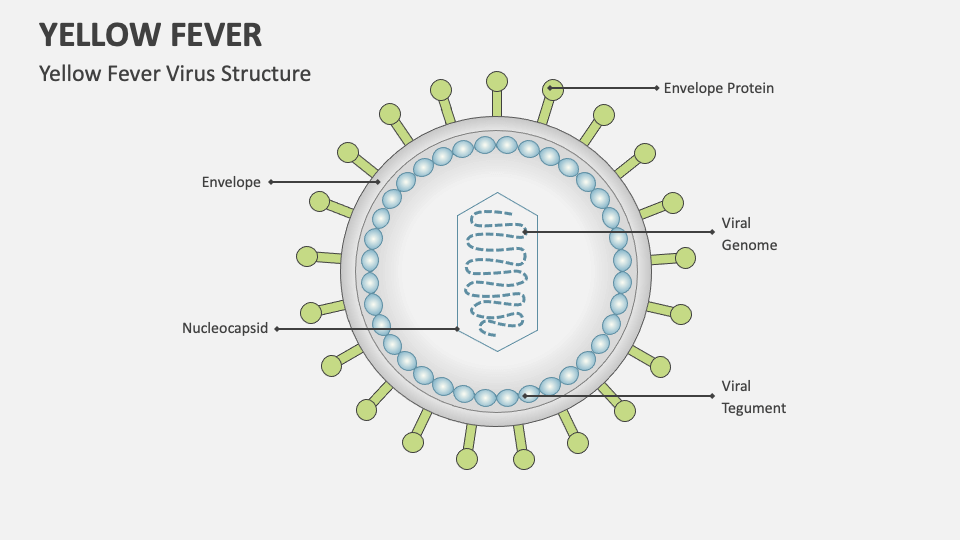 yellow fever virus labeled