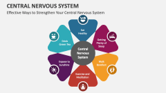 brain and nervous system presentation gcu