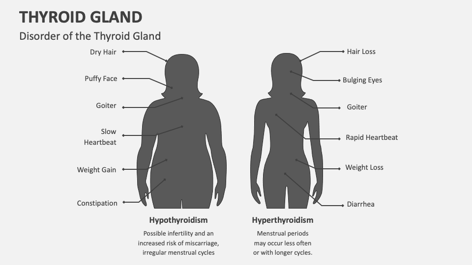 Thyroid Gland Anatomy Ppt