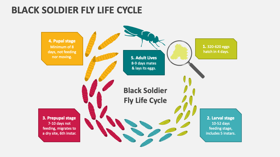 Black Soldier Fly Life Cycle PowerPoint Presentation Slides - PPT Template