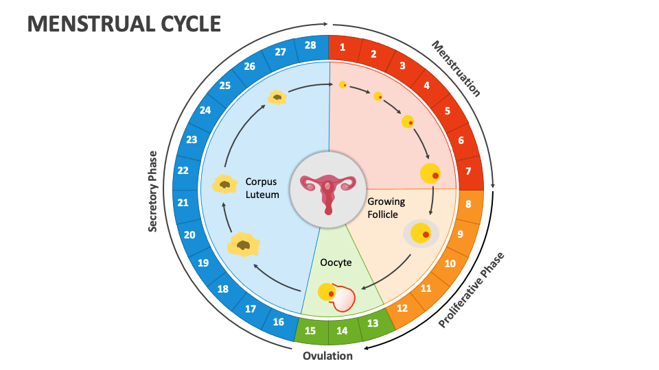 Menstrual Cycle PowerPoint Presentation Slides - PPT Template
