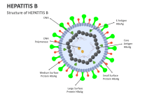 Structure of HEPATITIS B - Slide 1