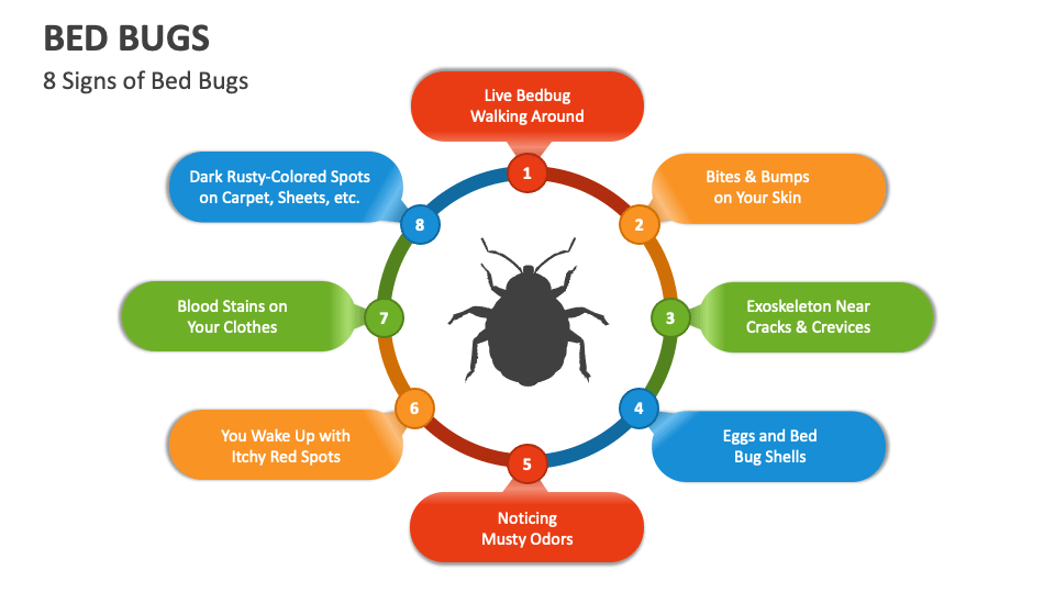 Bed Bugs PowerPoint And Google Slides Template - PPT Slides