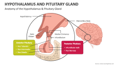 Anatomy of the Hypothalamus & Pituitary Gland - Slide 1