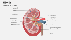 Anatomy of Kidney - Slide 1