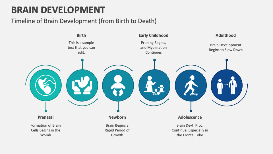 Brain Development PowerPoint and Google Slides Template - PPT Slides