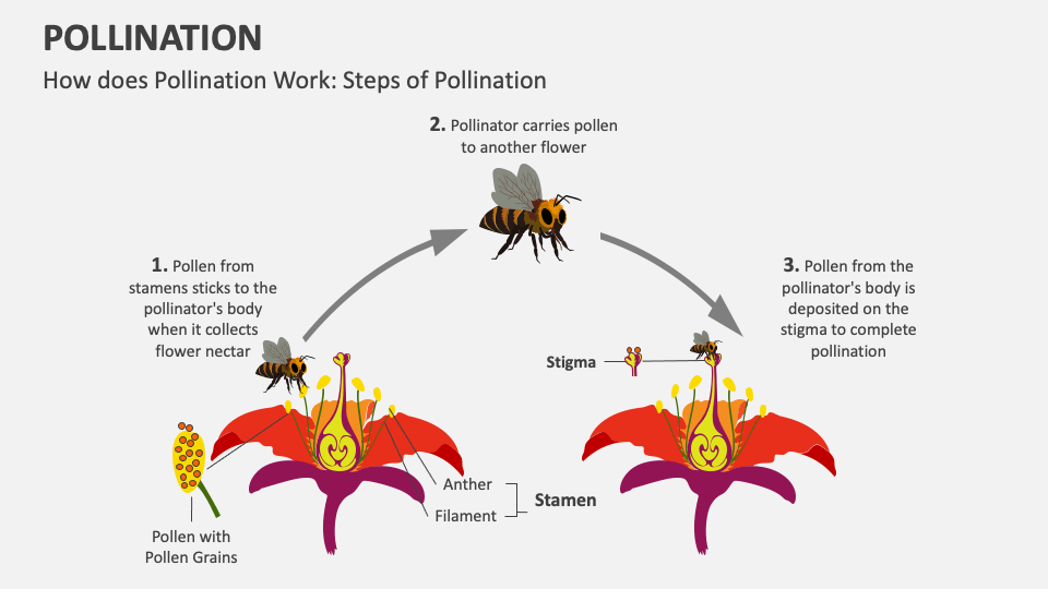 Pollination PowerPoint and Google Slides Template - PPT Slides