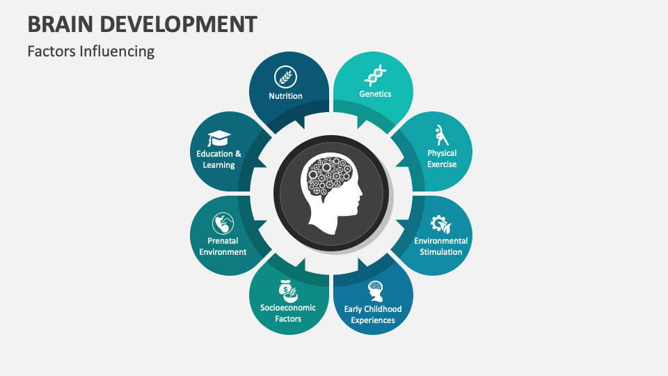 Brain Development PowerPoint and Google Slides Template - PPT Slides