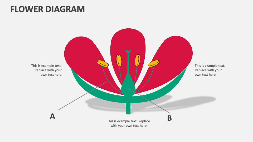 Flower Diagram Template For Powerpoint And Google Slides - Ppt Slides